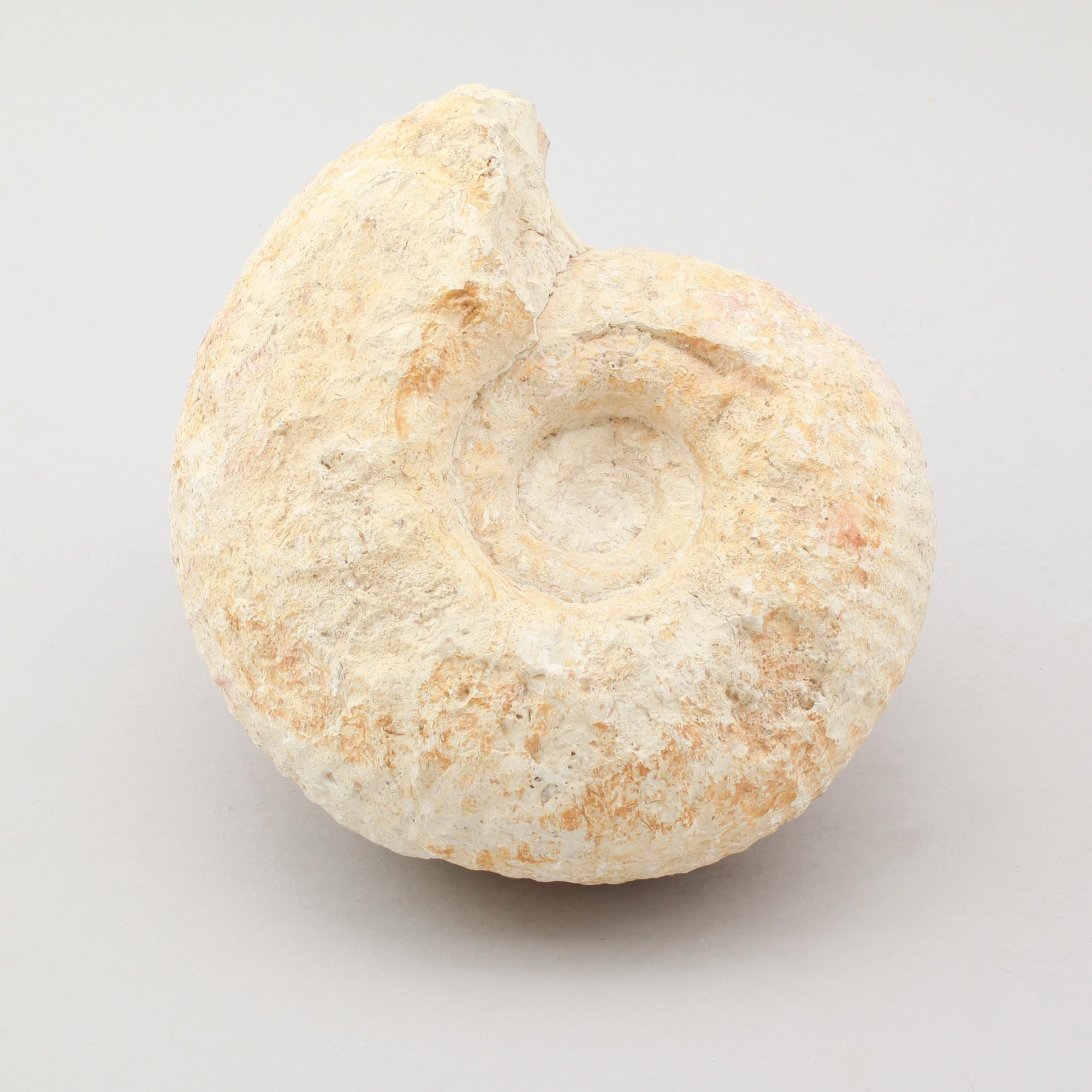 FOSSIL.