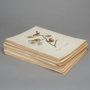 LITOGRAFISKA TRYCK, ca 230 stycken, ur von Wrights "Svenska fåglar", utgivna av A Börtzells.