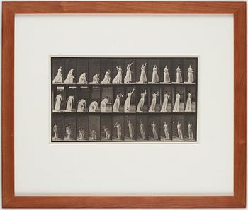 Eadweard Muybridge, Plate 305 from "Animal Locomotion", 1887.