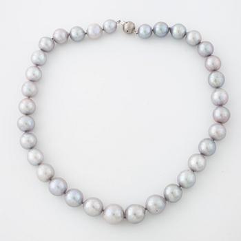COLLIER, med odlade pärlor.