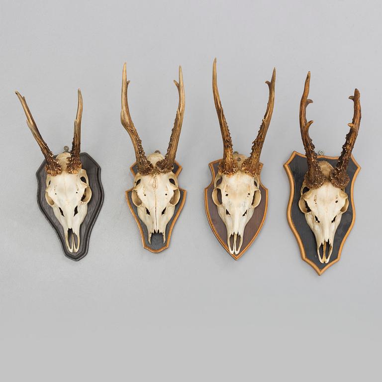 a set of four hunting trophies.