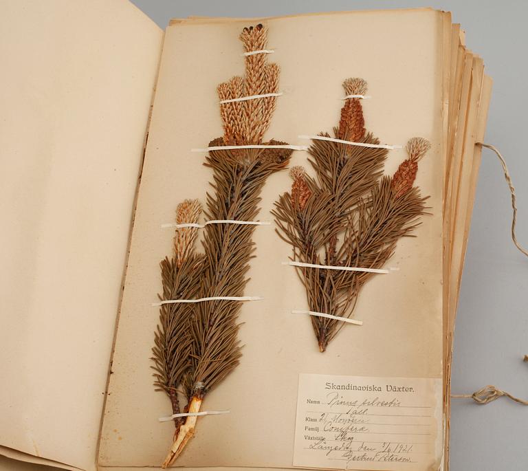 A herbarium with around 110 plants, early 20th century.