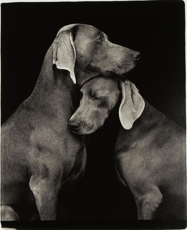 William Wegman, "Friends".