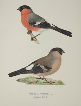 KIRJOJA 3 osaa,"Svenska Fåglar", M,W & F von Wright. Tukholma, 1924 och 1929.