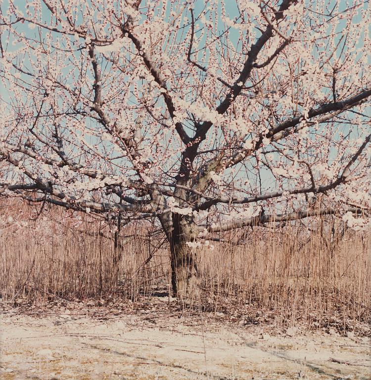 Brigitte Bauer, "Sans titre", 1994.