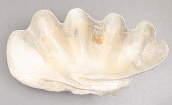 FOSSIL, mussla.