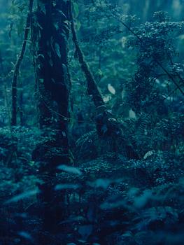 Denise Grünstein, "Cloud Forests".