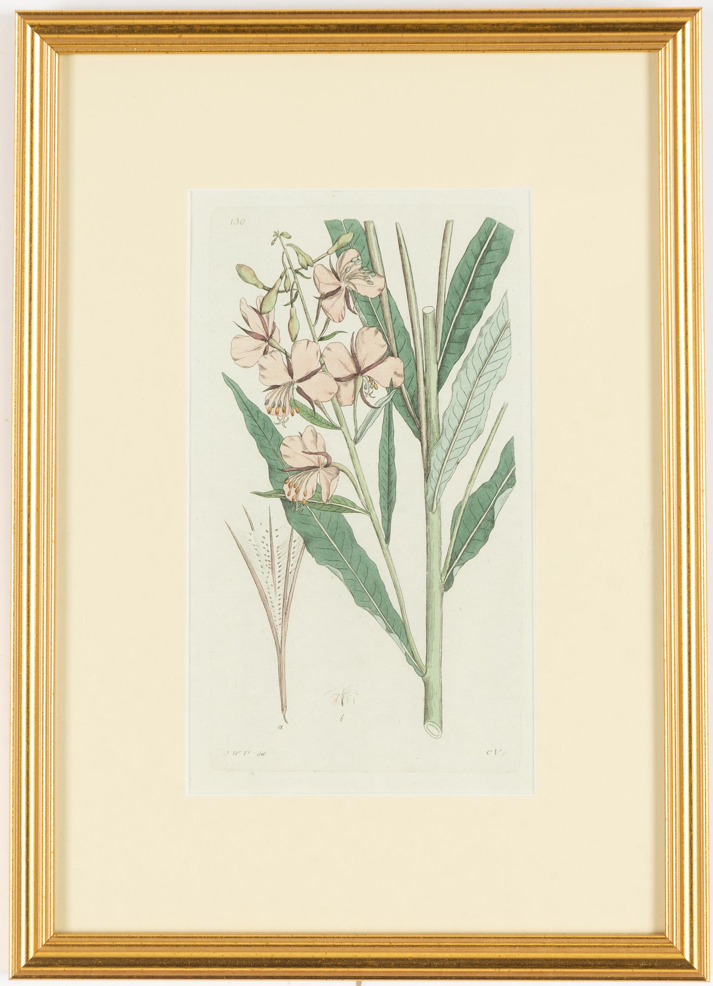 Twelve hand-coloured engravings, J.W. Palmstruch, from 'Svensk Botanik', 1802-1840.