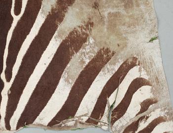 ZEBRASKINN, Zambia, 1980-tal.