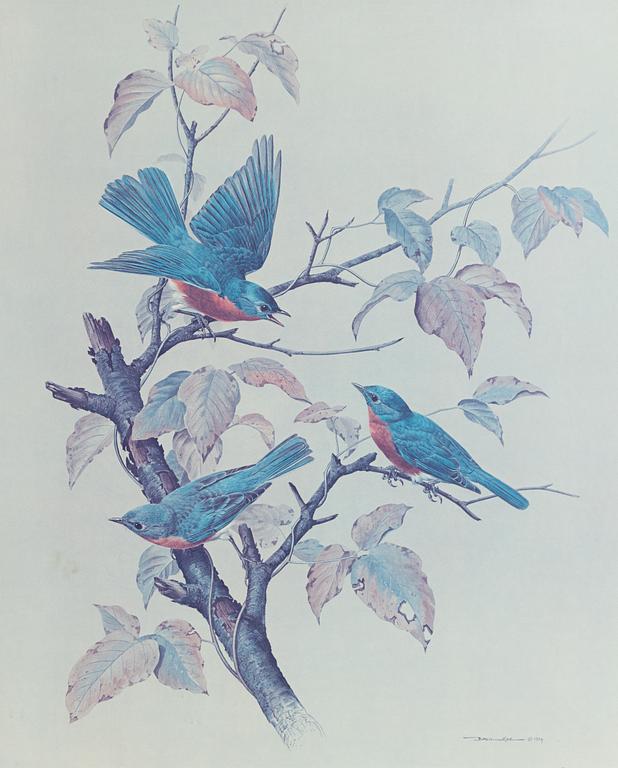 Basil Ede, "American Robins".