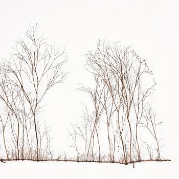 Johanna Karlsson, Untitled.