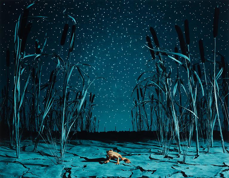 Helena Blomqvist, "Last Night for the Last Golden Frog", 2008.