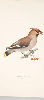 LITOGRAFISKA TRYCK, 100 st, ur von Wrights "Svenska fåglar", 1920-tal.