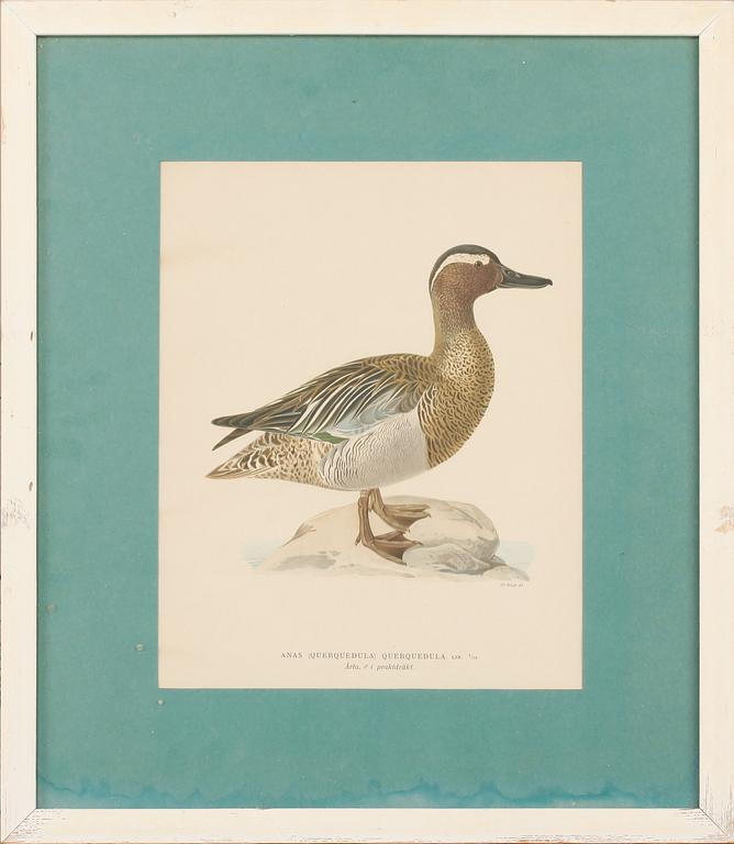 MAGNUS & WILHELM VON WRIGHT, grafiska blad 6 st ur "Svenska fåglar", 1900-talets första hälft.