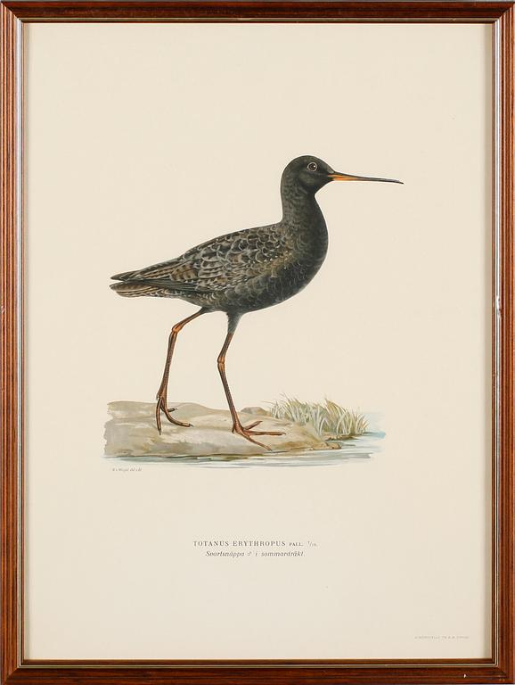 LITOGRAFISKA TRYCK, 13 st, ur von Wrights "Svenska fåglar", A. Börtzells, Stockholm.