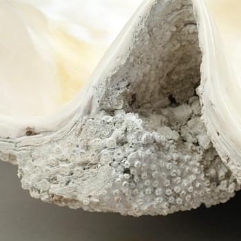 MUSSLA, fossil.