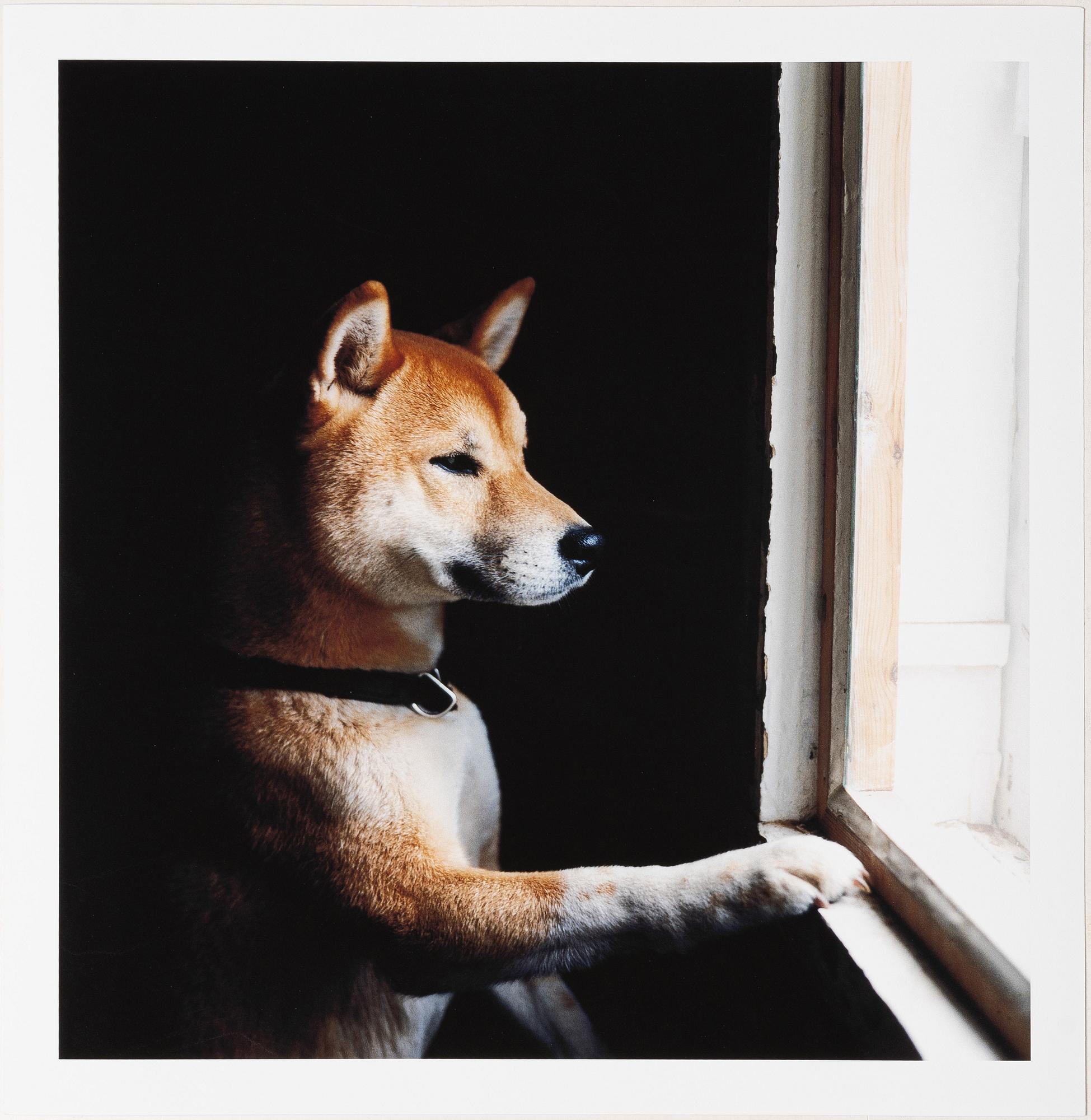 Peter de Ru, "Shiba (Japanese Spitz)", 2004.