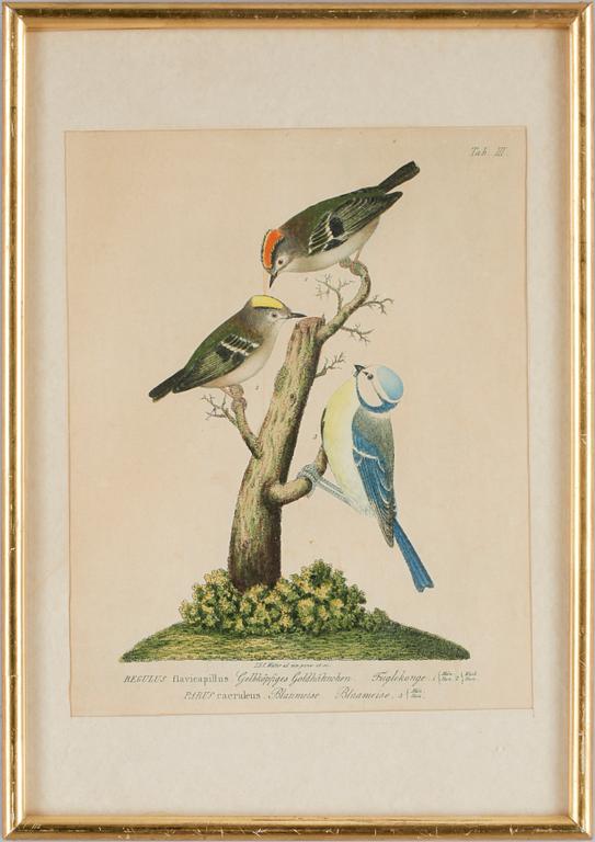 JOHANN ERNST CHRISTIAN WALTER, kolorerade gravyrer, 4st.