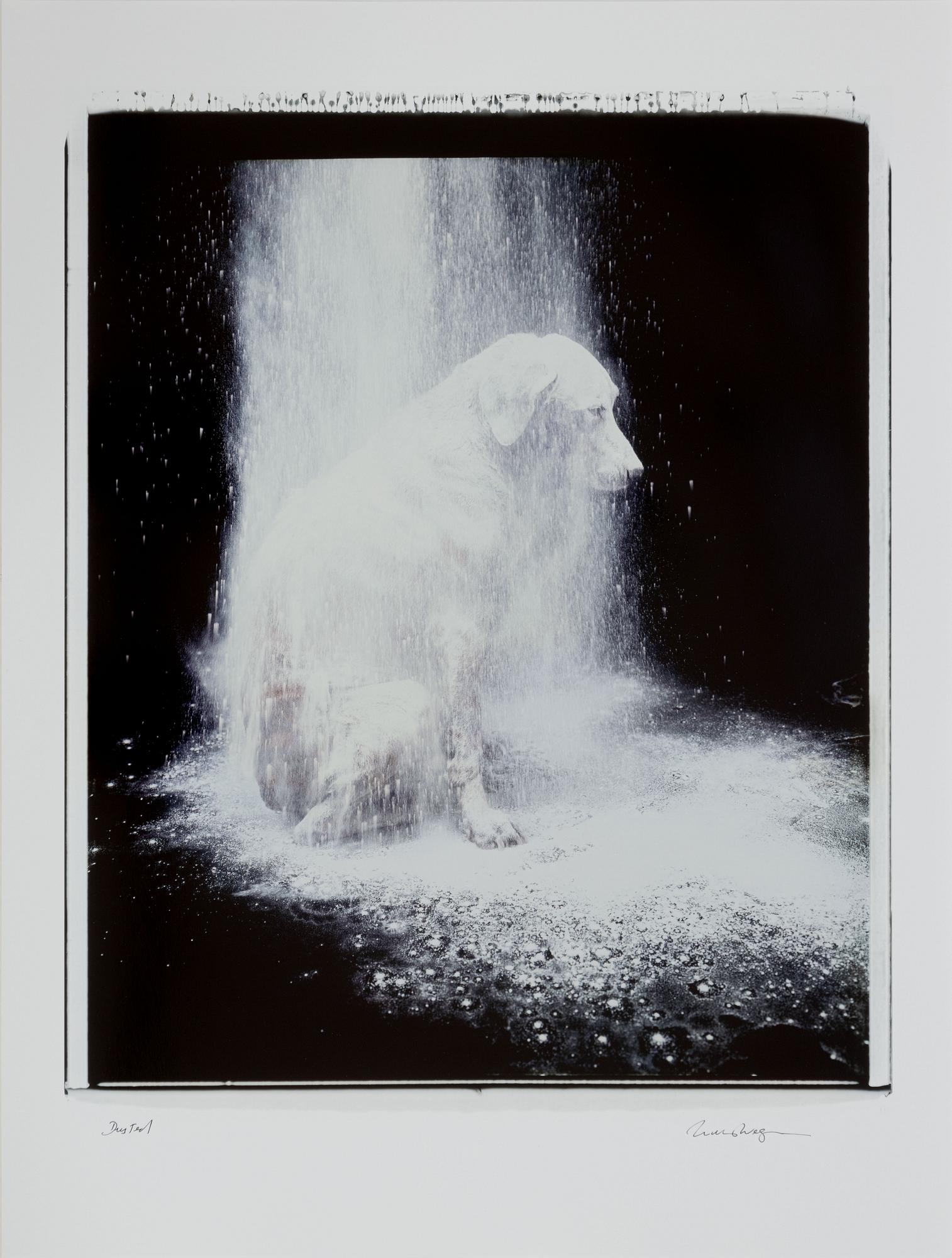 William Wegman, "Dusted".