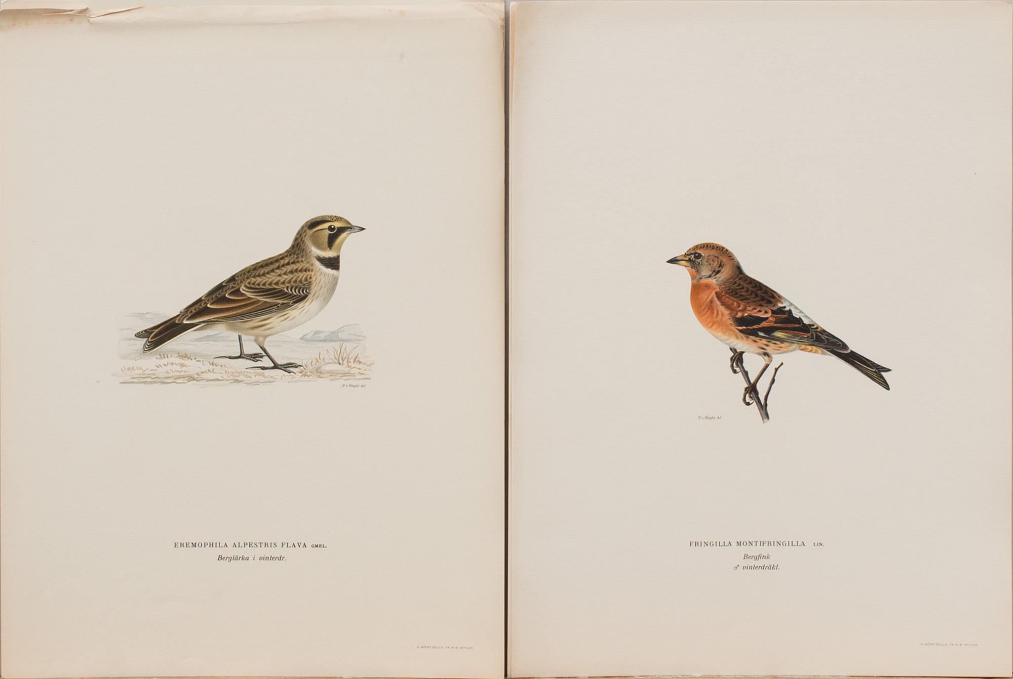 LITOGRAFIER, 41 st, ur "Svenska fåglar", Bror Hallberg, Magnus och Wilhelm von Wright, 1900-talets första hälft.