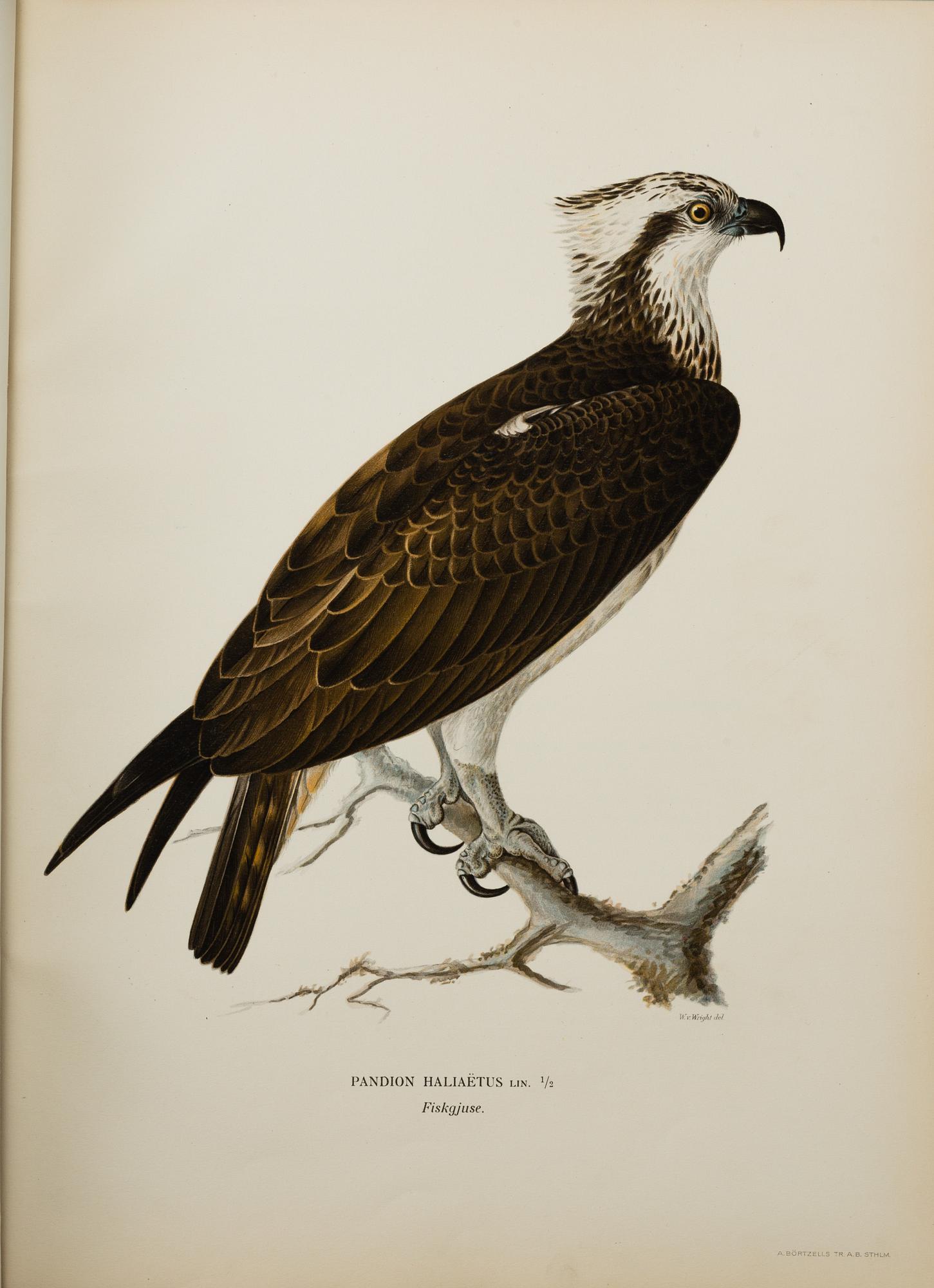 M, W & F VON WRIGHT, bokverk, 3 band, "Svenska fåglar", A. Börtzells tryckeri AB Stockholm, 1927-1929.