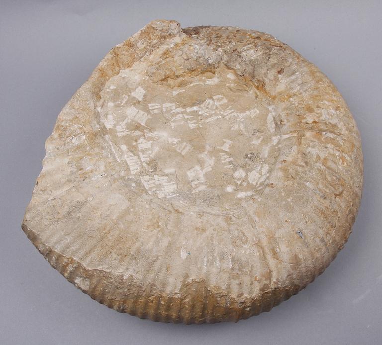 FOSSIL, ammonit, äldre jura/yngre krita.