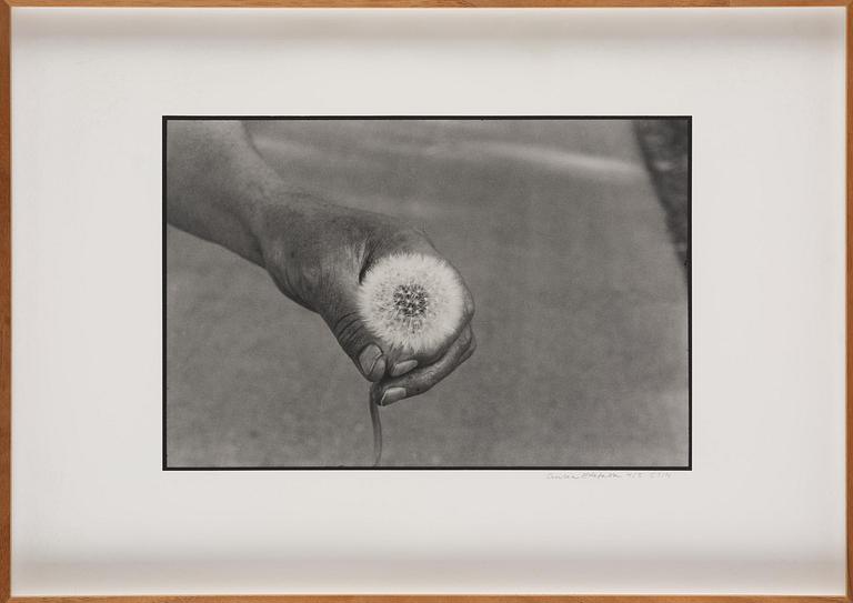 Cecilia Edefalk, "Dandelion", 2014.