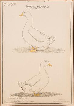 Skolplancher 3 st tidigt 1900-tal.