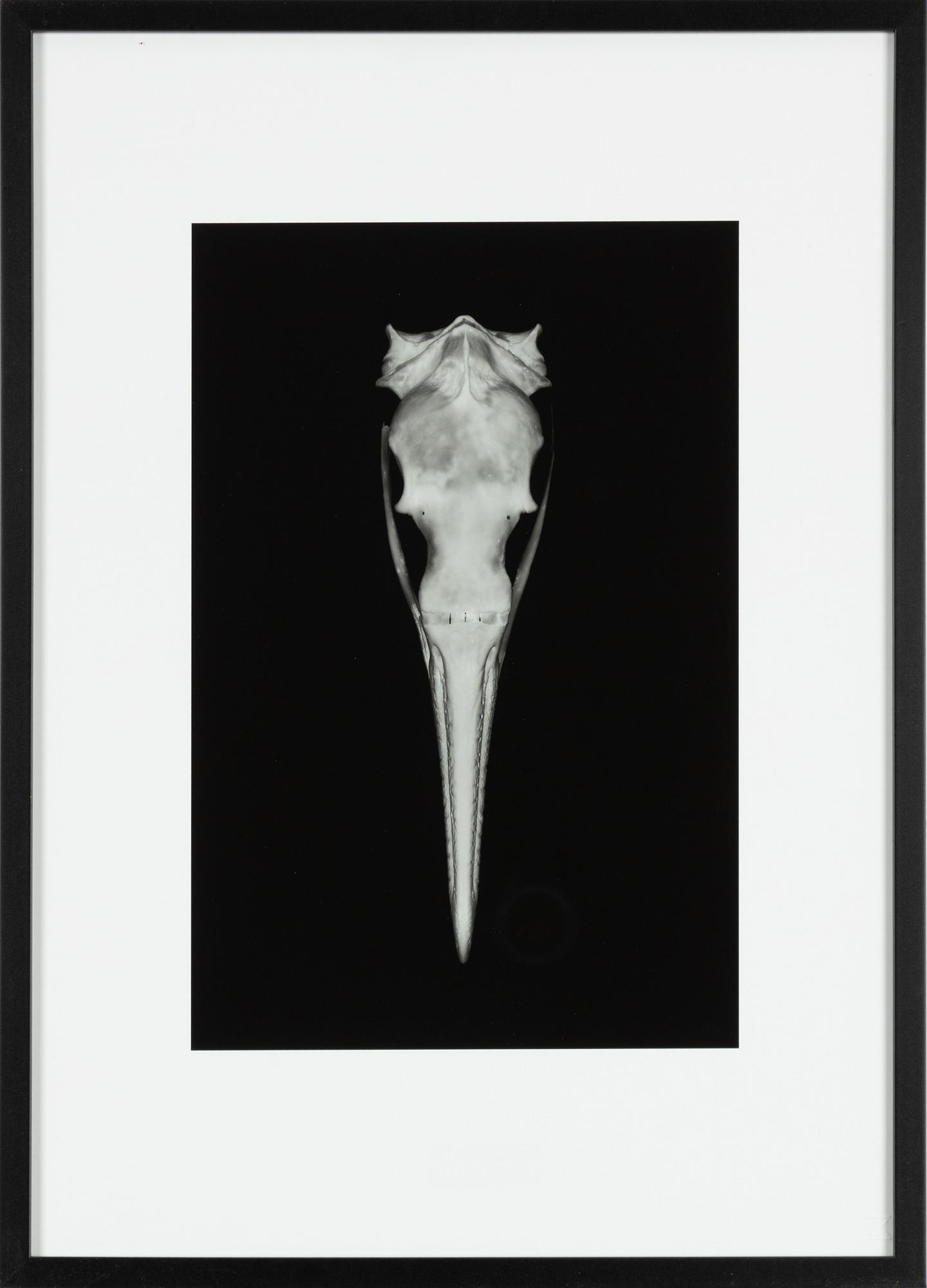 Björn Keller, "Fåglar".