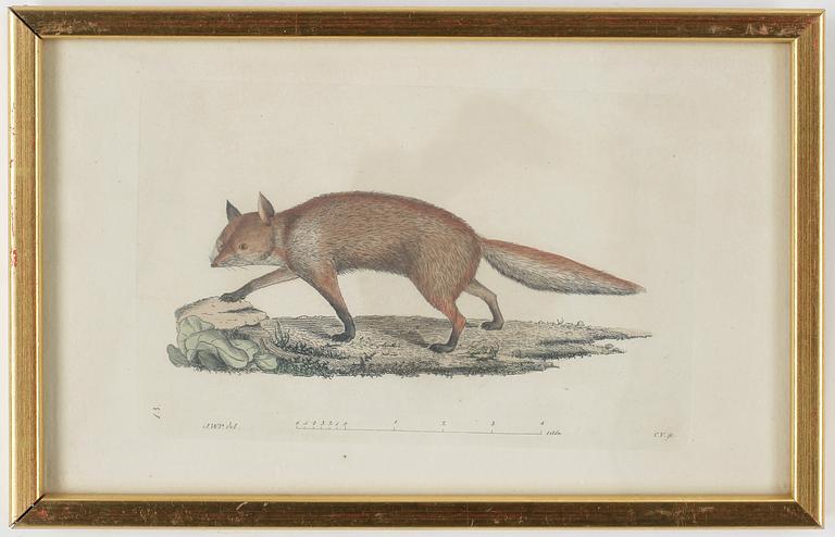 ZOOLOGISKA PLANSCHER, 5st, kolorerade gravyer, 1800-talets första hälft.