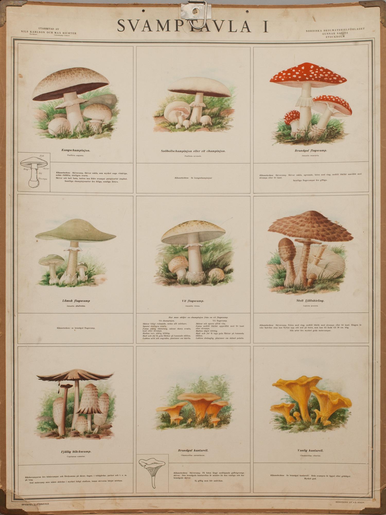 SKOLPLANSCHER, 4 st, "Svamptavla I-IV". Bengtsons Lit. AB. Sthlm 1935.