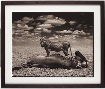 Nick Brandt, "Lion and Wildebeest, Amboseli, 2012".