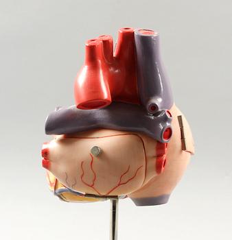 MODELLHJÄRTA. Somso, West Germany. 1900-tal.