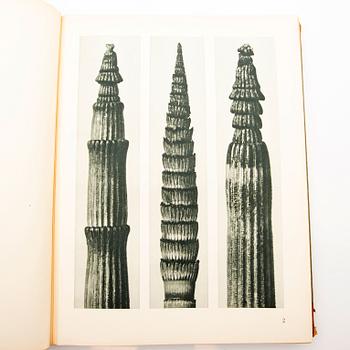 Book, "Art Forms in Nature", Karl Blossfeldt, Spamersche Buchdruckerei, Leipzig, 1930.