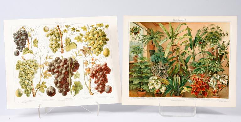 PARTI GRAFIK, bl a Meyer, Lindman, Nordiska tavlor, mm.