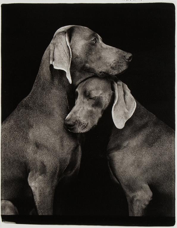 William Wegman, photo, 2009, signed 929/1500.