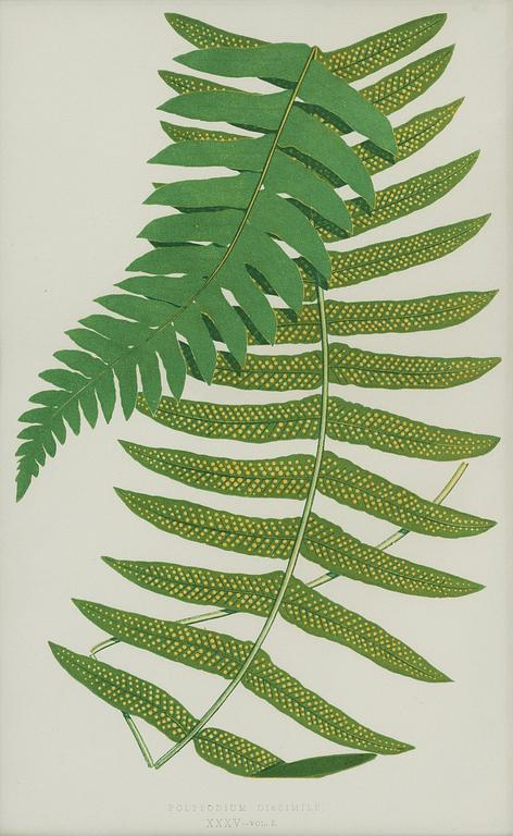 Lithographs, 3+1, late 19th century.