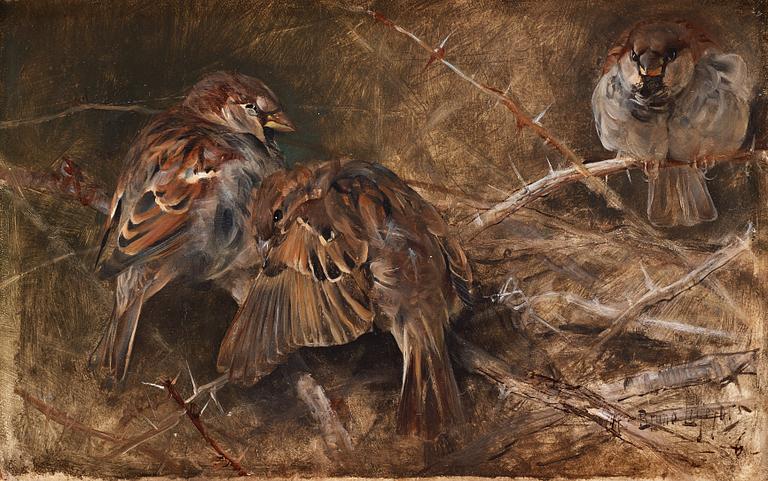 Bruno Liljefors, 'Gråsparvar bland törnen' (Sparrows).