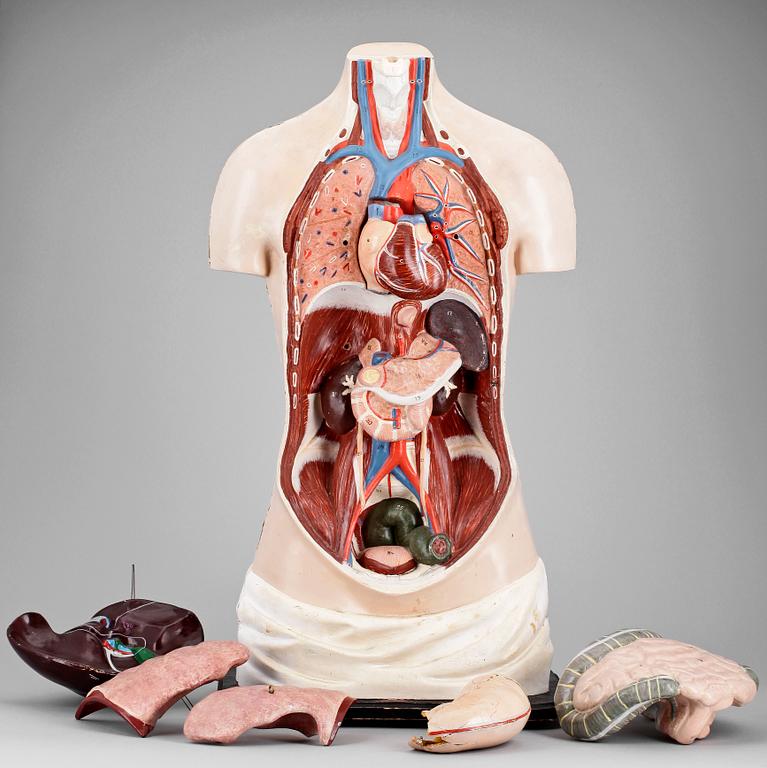 ANATOMIDOCKA, konstmaterial, Norstedts, 1900-talets första hälft.