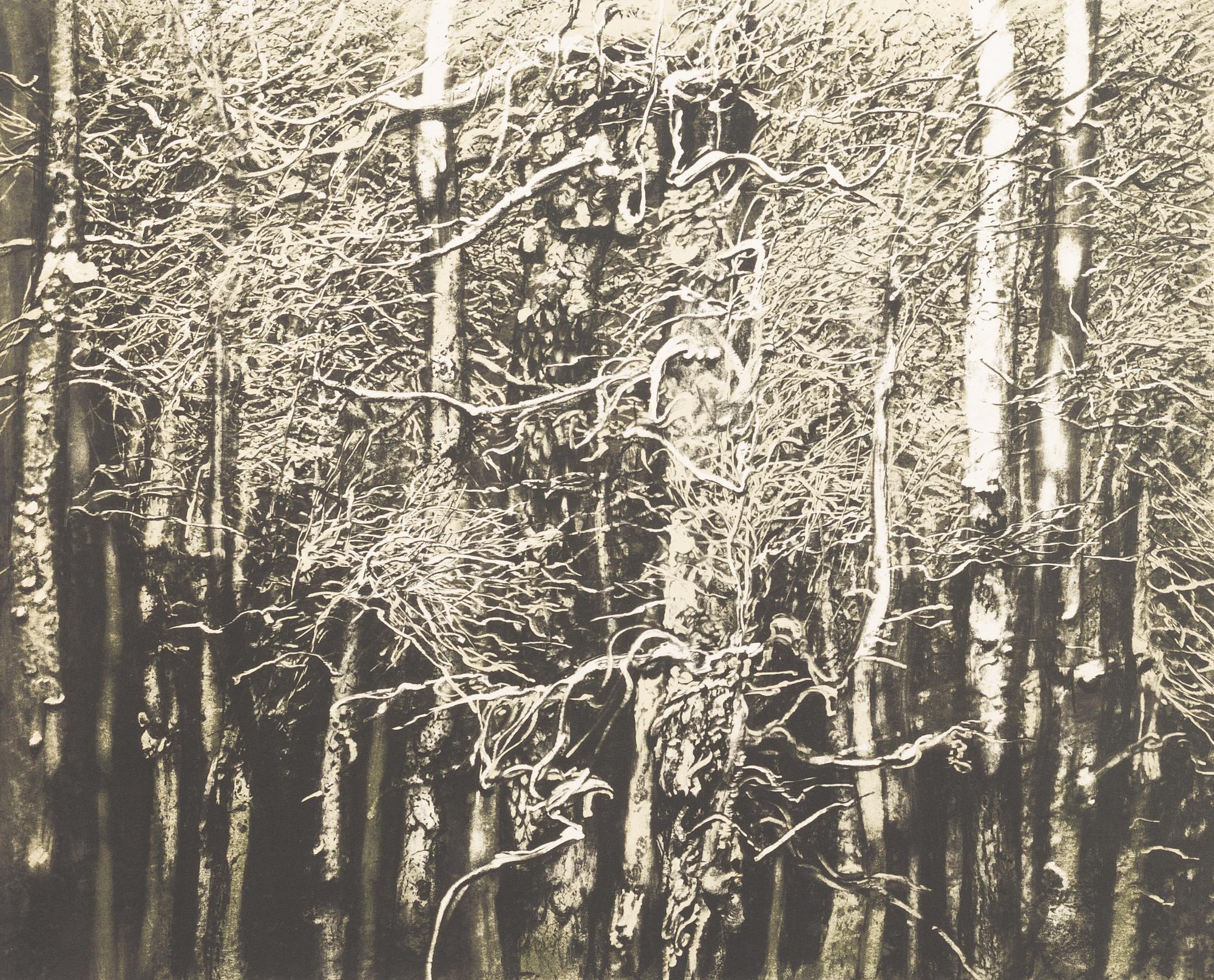 Roj Friberg, Björkskog.