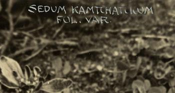 Henry B. Goodwin, "Sedum Kamichatucun, 1929".