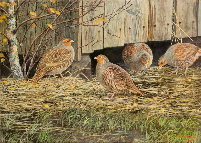 Niilo Vainio, Peltopyyt.