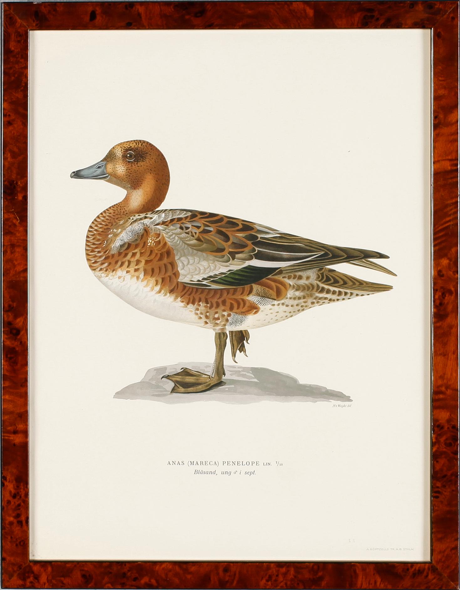 GRAFISKA TRYCK, 4 st, ur von Wrights "Svenska fåglar", A. Börtzells, Stockholm, 1900-talets första hälft.