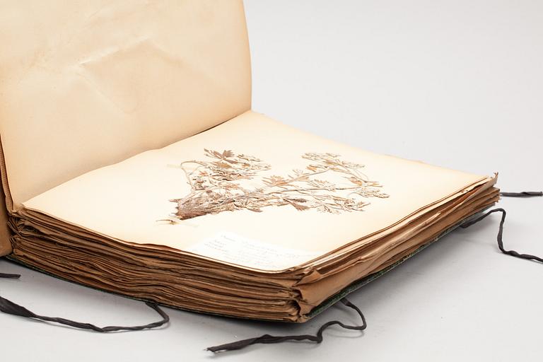 HERBARIUM, växter från Skåne, 1920-tal.