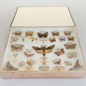 BUTTERFLY AND INSECT COLLECTION, "Parnassius Apollo" amongst others, early 20th Century. CITES-licence.