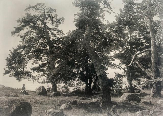 Gottfrid Kallstenius, "Gamla träd vid stranden".
