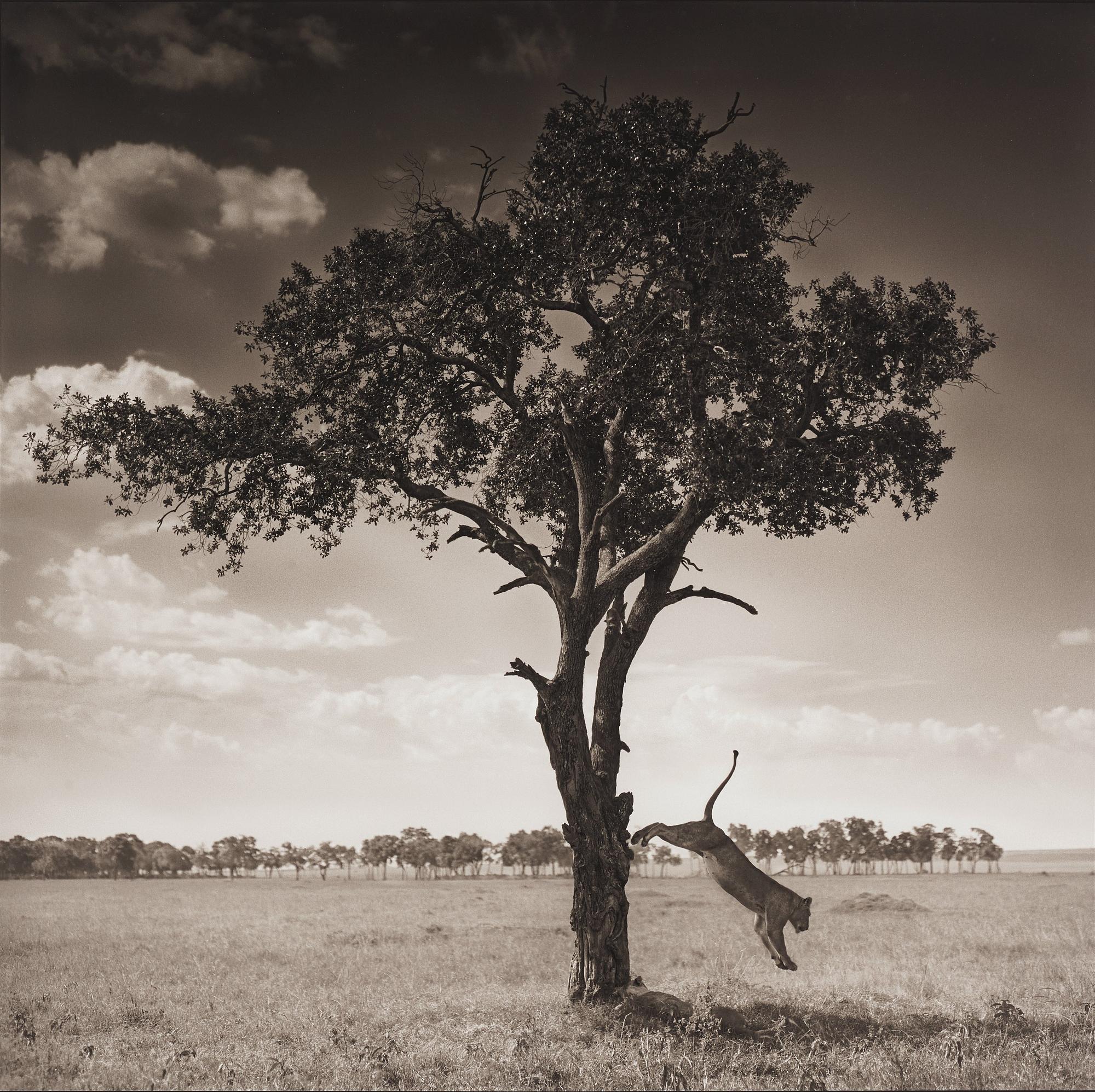 Nick Brandt, "Lion Jumping from Tree, Masai Mara", 2008.
