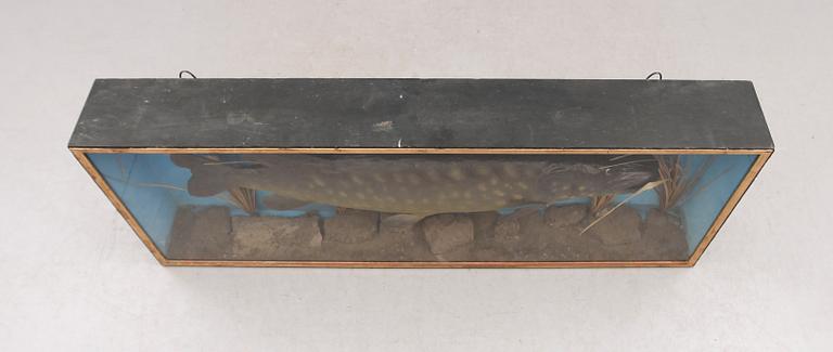 DIORAMA, med gädda, 1900-tal.