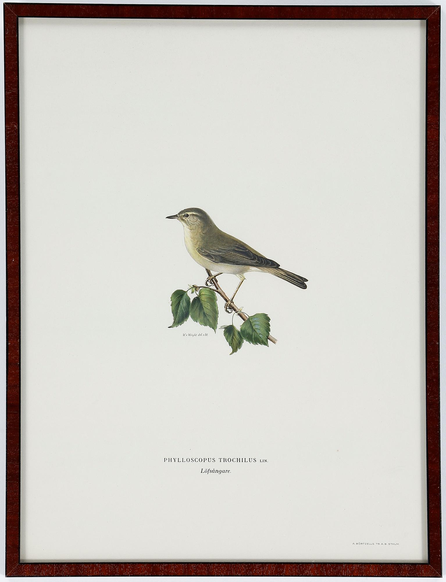 LITOGRAFIER, 12 stycken, ur "Svenska fåglar", Magnus och Wilhelm von Wright, A Börtzells, 1900-talets första hälft.