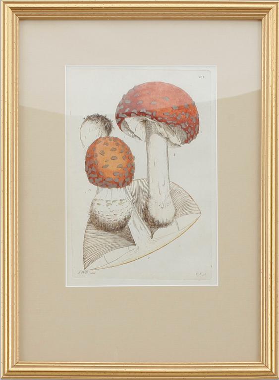 KOPPARSTICK, 12 st, J.W. Palmstruch, ur "Svensk Botanik", 1802-1840.